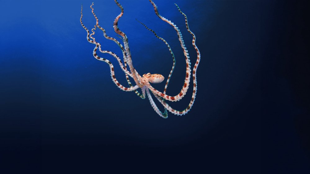 Secrets Of The Octopus - Secrets Of The Octopus