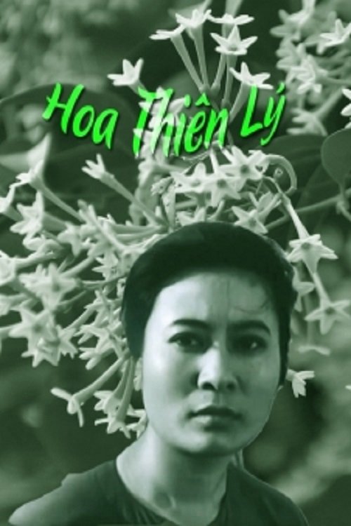 Hoa Thiên Lý - Tonkin Jasmine Flower