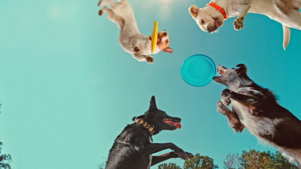 Những Chú Chó Nghĩ Gì - Inside The Mind Of A Dog