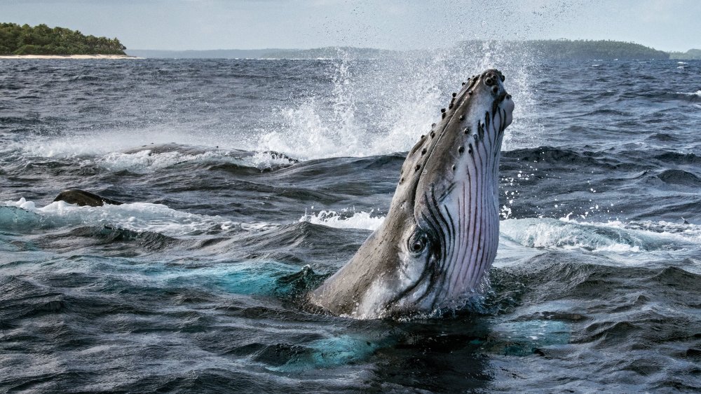 Bí Ẩn Của Loài Cá Voi - Secrets Of The Whales