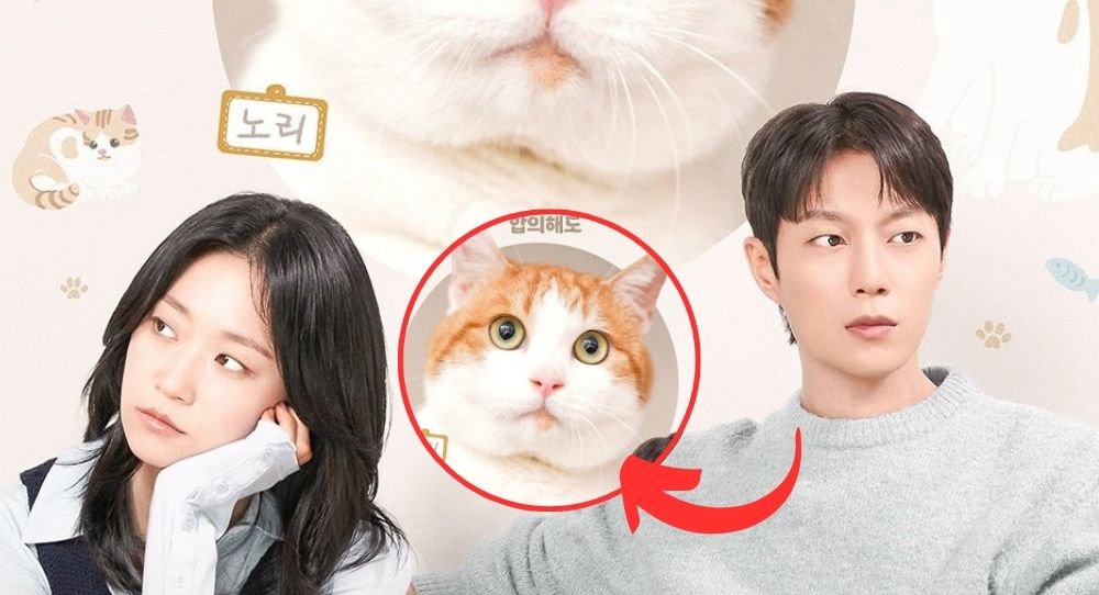 Cuộc Chiến Giành Quyền Nuôi Mèo - Cat Custody War