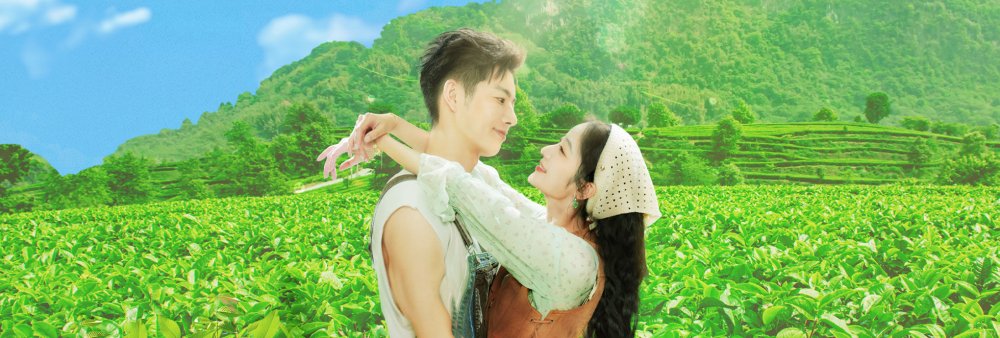 Đồi Trà Tình Yêu - Love In The Tea Garden