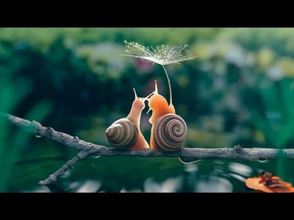 Thế Giới Côn Trùng - Life In The Undergrowth