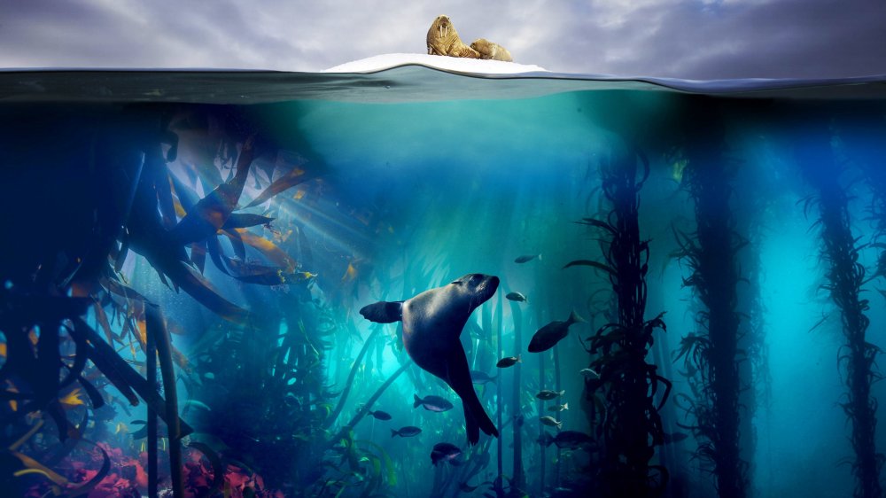 Hành Tinh Màu Xanh Dương 2 - Blue Planet Ii