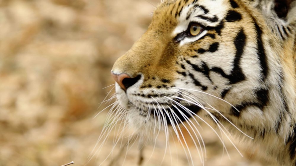 Thiên Nhiên Hoang Dã Nước Nga - Wild Russia