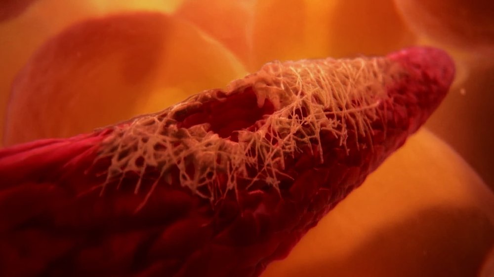 Inside The Human Body - Inside The Human Body