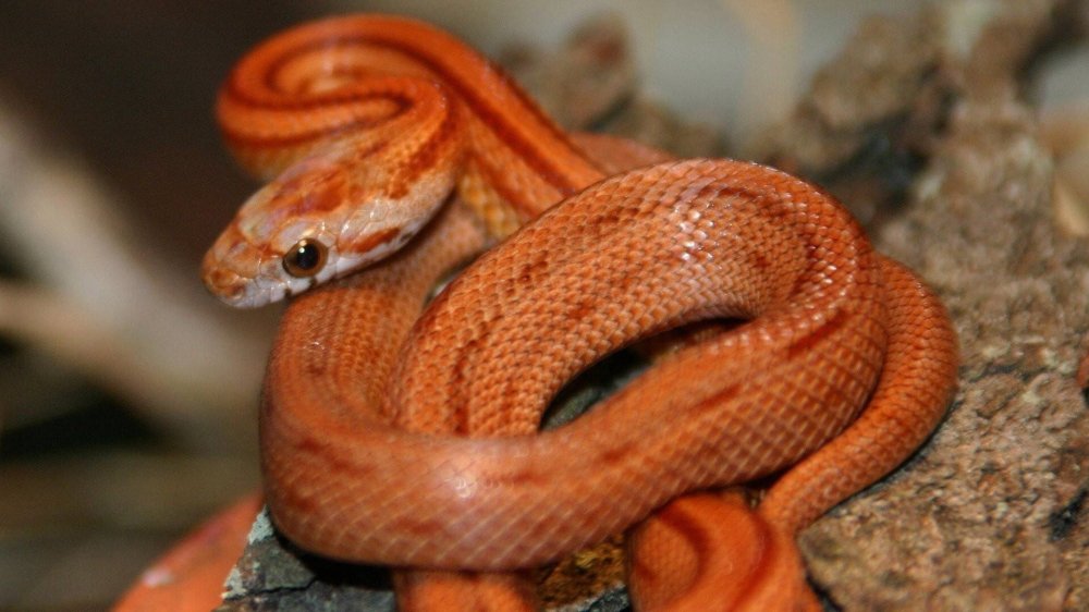 Nét Đẹp Của Loài Rắn - The Beauty Of Snakes
