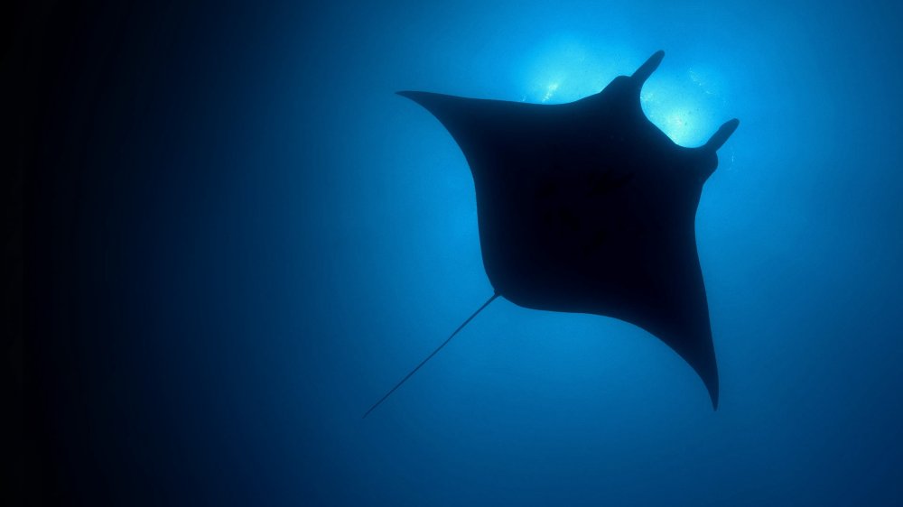 Hành Tinh Màu Xanh Dương - The Blue Planet