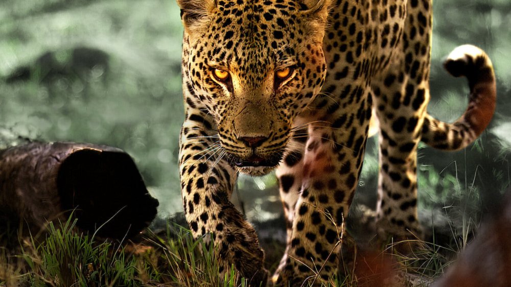 Sống Cùng Báo Hoa - Living With Leopards