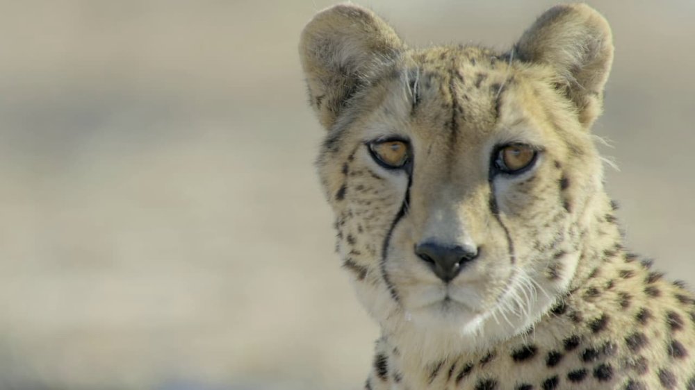 Africa's Claws And Jaws - Africa's Claws And Jaws