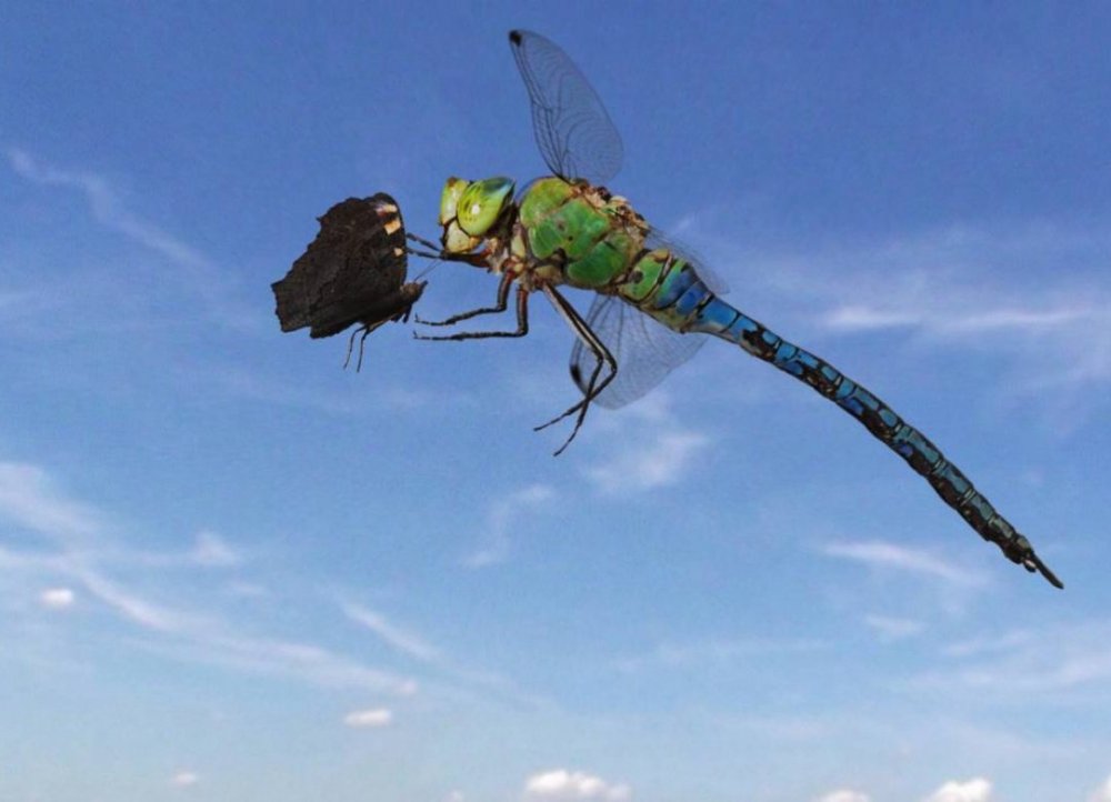 Sky Hunters - The World Of Dragonfly - Sky Hunters - The World Of Dragonfly