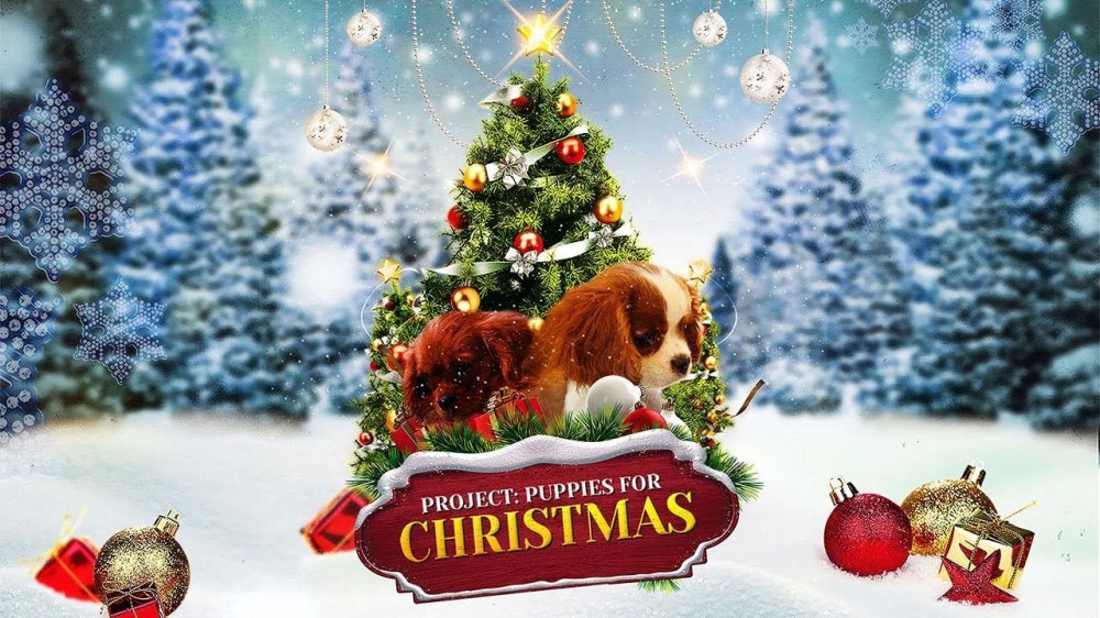 Quà Giáng Sinh Bất Ngờ - Project: Puppies For Christmas