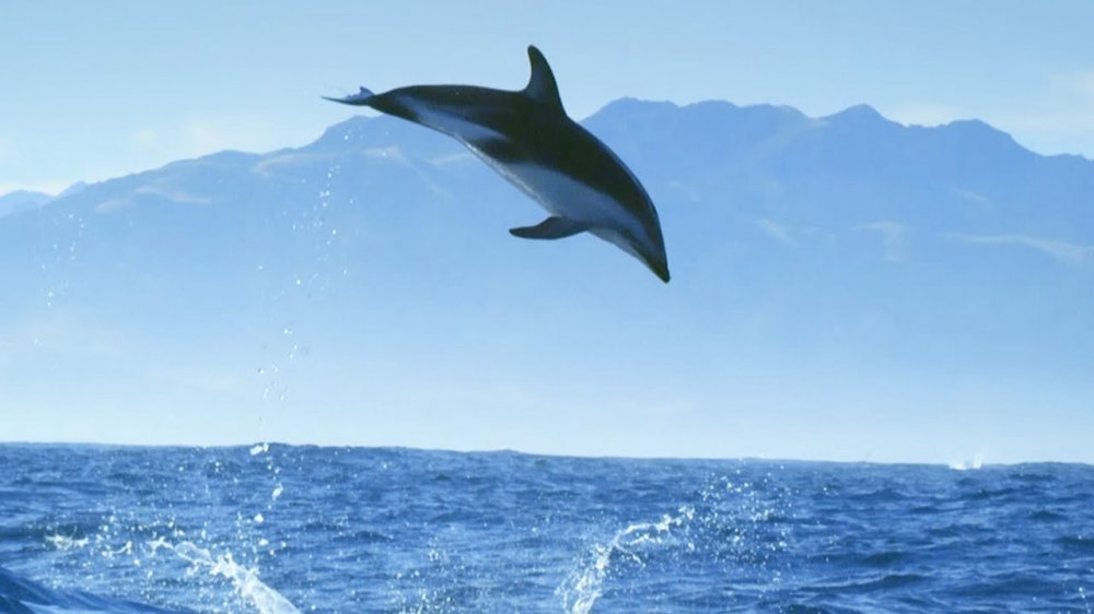 Diving With Dolphins - Diving With Dolphins