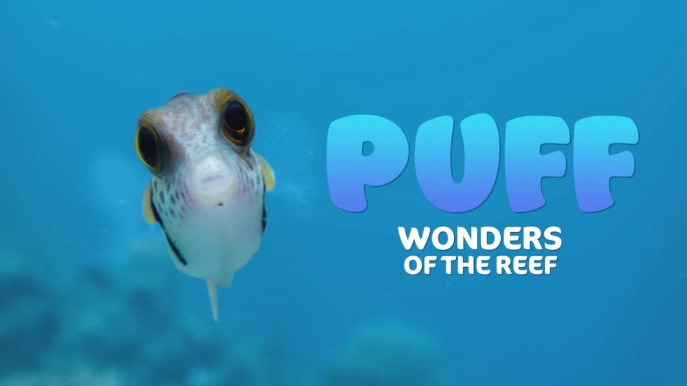 Puff: Rạn San Hô Kỳ Diệu - Puff: Wonders Of The Reef