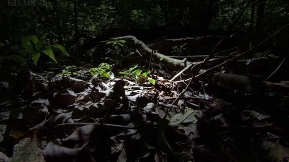Kiến Ăn Thịt - The Natural World - Ant Attack