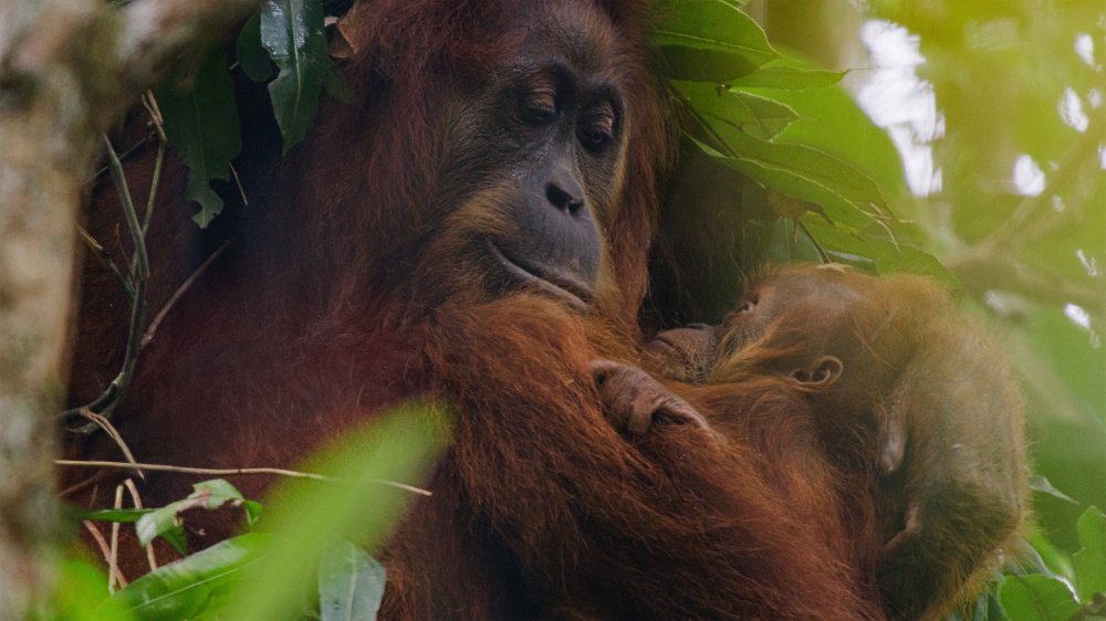 Orangutan - Orangutan